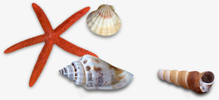 海星海螺海底世界png免抠素材_新图网 https://ixintu.com 世界 图片 海底 海星 海螺