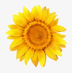 清新向日葵手绘黄色向日葵高清图片