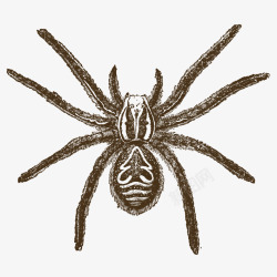无毒蜘蛛手绘蜘蛛高清图片