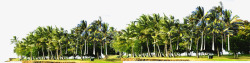 度假区风景区椰子树素材