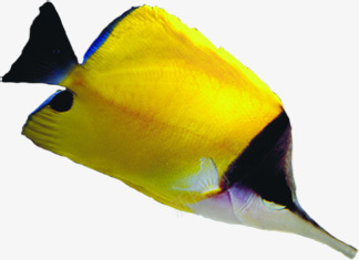 海底世界动物黄色鱼png免抠素材_新图网 https://ixintu.com 世界 动物 海底 黄色
