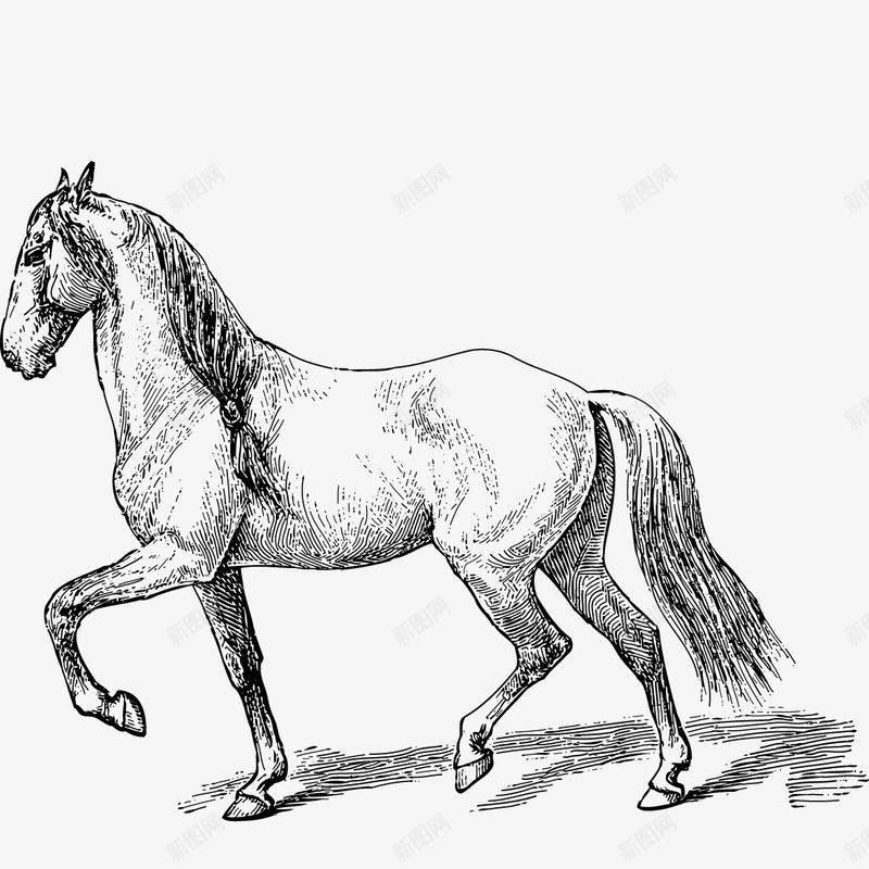 奔跑的马png免抠素材_新图网 https://ixintu.com 动物 动物描写 抠图材料 插画 毛笔马 素描 线体 马