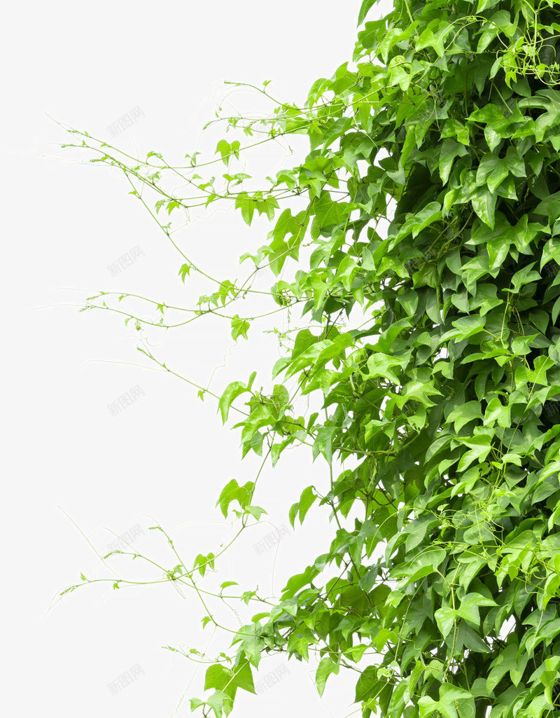 爬山虎png免抠素材_新图网 https://ixintu.com 大树 树木 森林植物 生机树 绿叶花草图片 绿色生机的树木图片 茂盛的树木