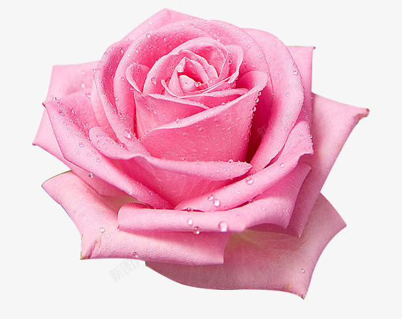 红色玫瑰花朵清新花朵png免抠素材_新图网 https://ixintu.com 清新 玫瑰花 红色 花朵
