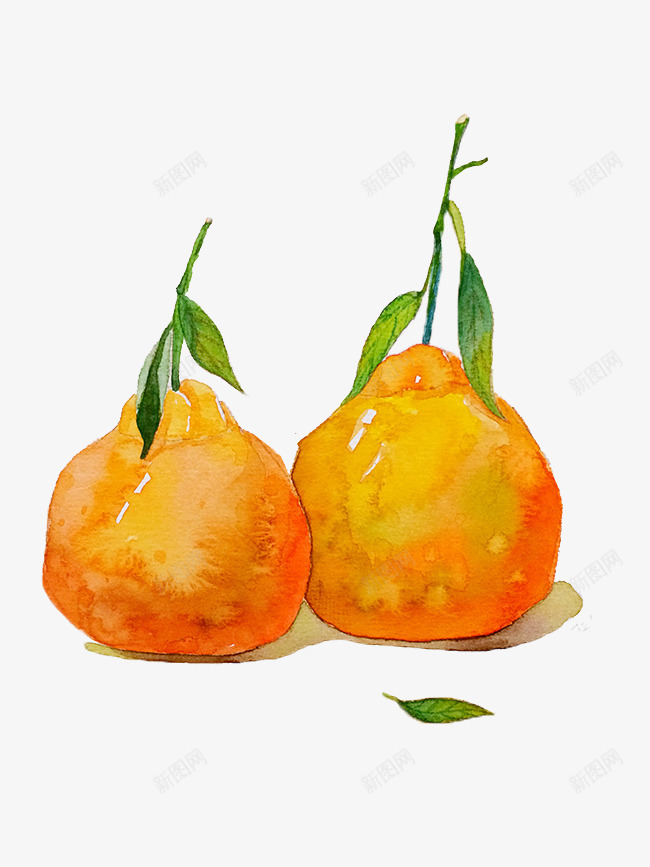 两只柑橘手绘图png免抠素材_新图网 https://ixintu.com 两只 彩色 手绘图 柑橘 橙色 水彩画 水粉画 色彩