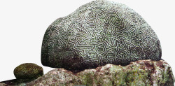 海底花纹海底礁石高清图片