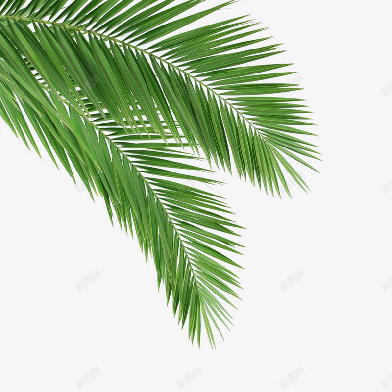 棕榈叶夏天绿色植物装饰png免抠素材_新图网 https://ixintu.com 夏天 棕榈叶 绿色植物 装饰