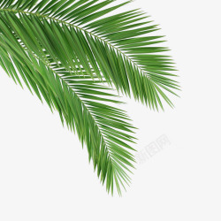 夏天装饰棕榈叶夏天绿色植物装饰高清图片