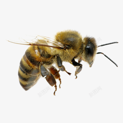 实物蜜蜂png免抠素材_新图网 https://ixintu.com 创意的 可爱 实物 彩色 手绘的 简单的 蜜蜂
