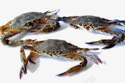 三只海蟹素材