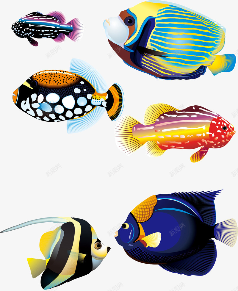 几款色彩艳丽的海洋鱼类png免抠素材_新图网 https://ixintu.com png素材 海洋鱼类 热带鱼 色彩艳丽