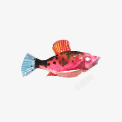 红色水彩手绘海洋生物鱼类图案素材