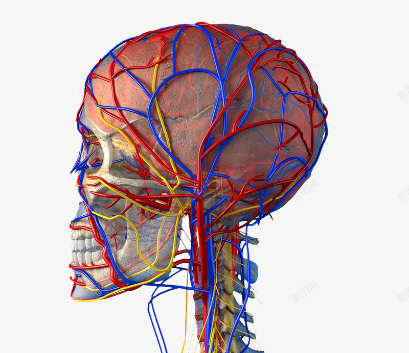人体大脑动静脉分布png免抠素材_新图网 https://ixintu.com 人体经脉 人体结构 动物血管 叶脉 心血管系统 生物医学插图 脉管束
