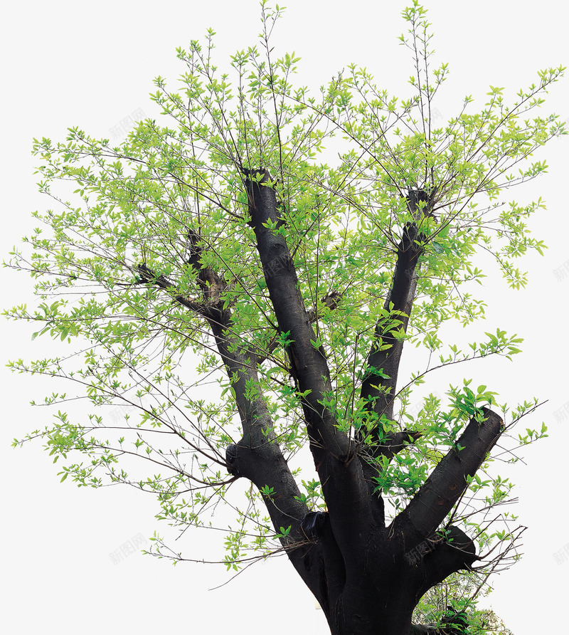 树干上的绿色枝叶印章png免抠素材_新图网 https://ixintu.com 印章 枝叶 树干 绿色
