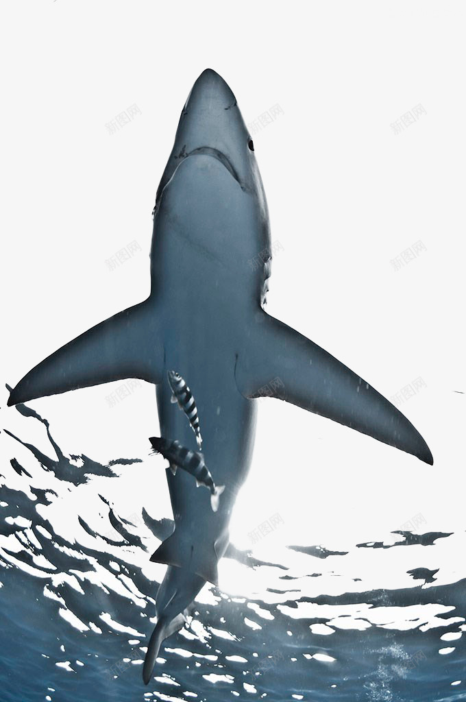 海底大白鲨png免抠素材_新图网 https://ixintu.com 仰视 水波 水纹 波光 波光粼粼 波纹 海氏 鲨鱼