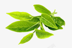 绿色茶叶水滴几片茶叶高清图片