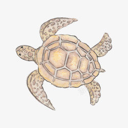 一只海龟棕色海龟高清图片