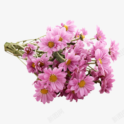 花蕾和迎春花粉红色花朵树枝png免抠素材_新图网 https://ixintu.com 树枝 粉红色 花朵 花蕾 迎春花