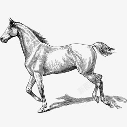 动物描写奔跑的马高清图片
