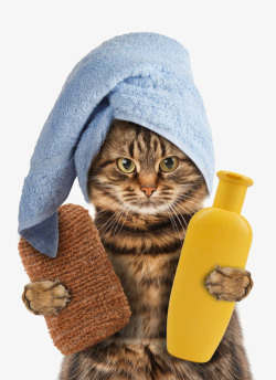 洗澡沐浴拿沐浴露的小猫高清图片