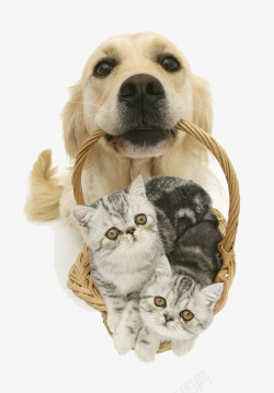 宠物店图片狗与猫高清图片