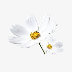 一束菊花白色的菊花高清图片