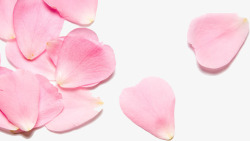 浪漫一朵粉色浪漫花瓣情人节高清图片