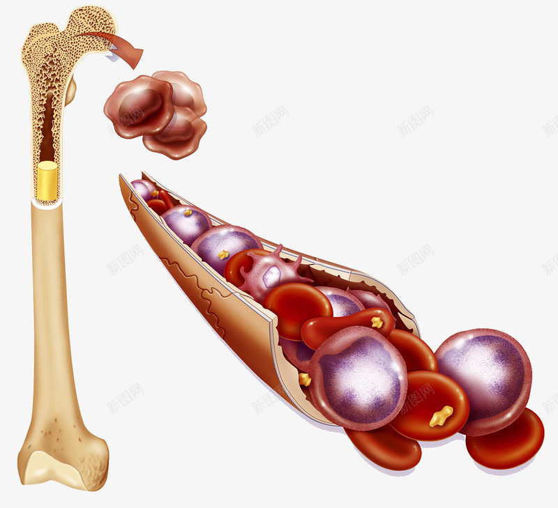 肿瘤干细胞png免抠素材_新图网 https://ixintu.com 干细胞 生物学 肿瘤 骨髓
