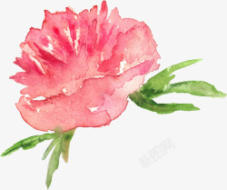 唯美月季花手绘花卉高清图片