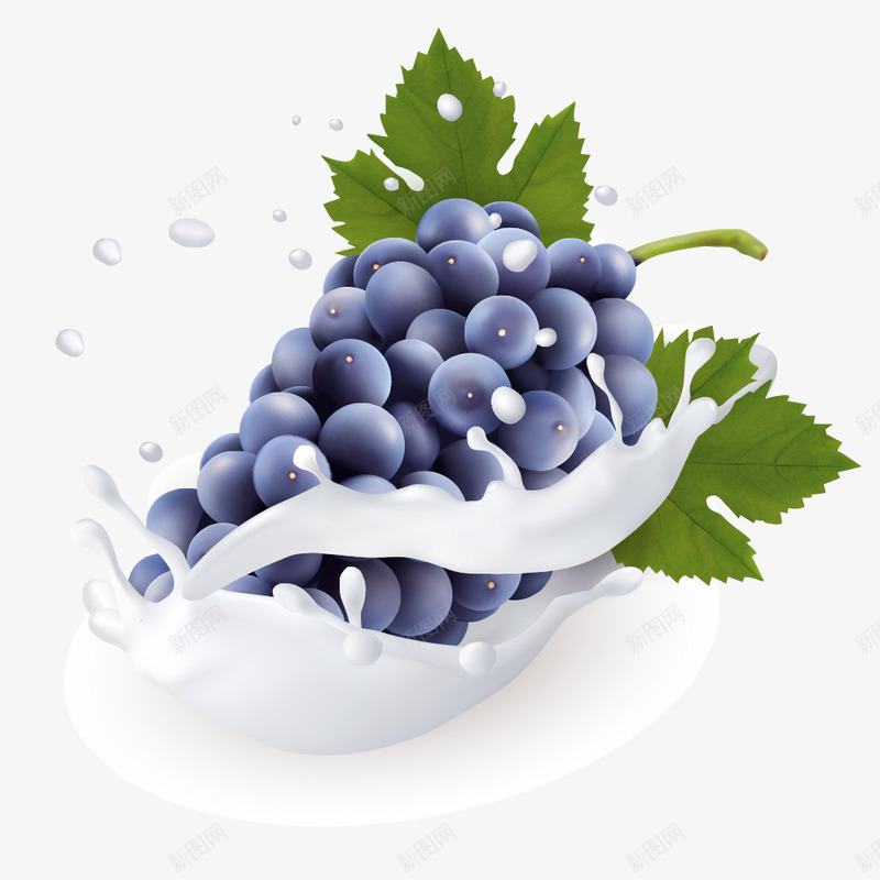 紫色葡萄png免抠素材_新图网 https://ixintu.com 叶子 手绘 水果 牛奶 白色的 紫色的 绿色的 葡萄