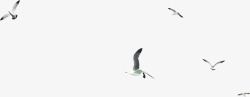 一群空中飞翔的海鸥素材