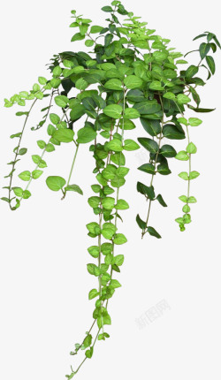 绿色春天字体绿萝装饰植物高清图片