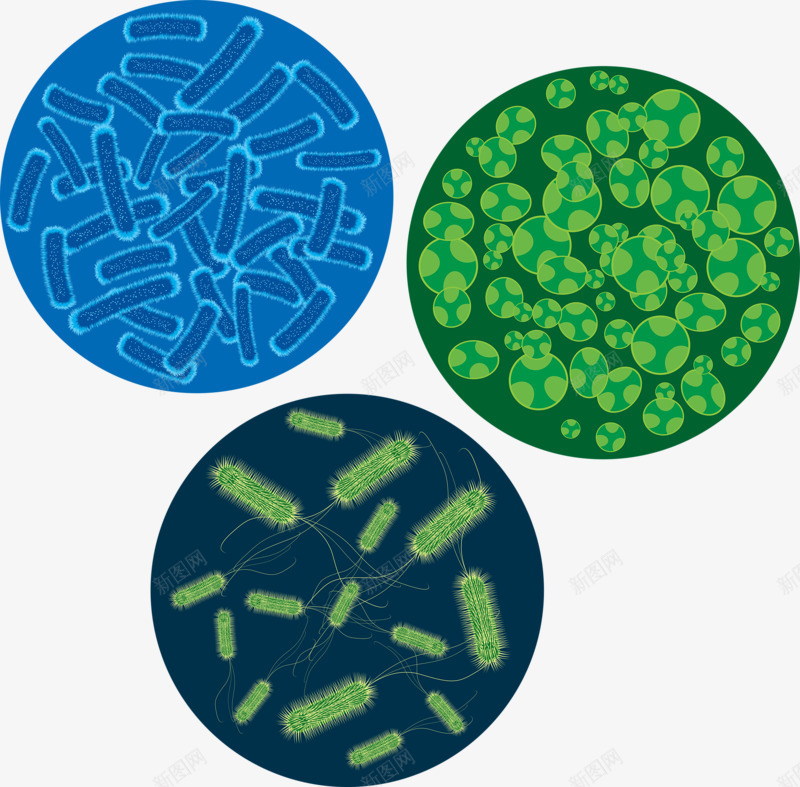 细菌繁殖图png免抠素材_新图网 https://ixintu.com 感染病毒 显微镜下的细菌 细菌 细菌体