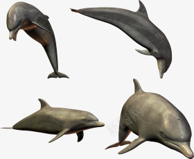 不同形态海洋馆的海豚png免抠素材_新图网 https://ixintu.com 不同 形态 海洋馆 海豚