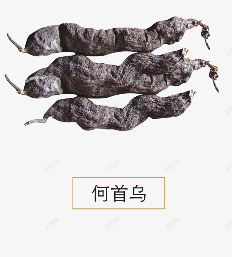 何首乌png免抠素材_新图网 https://ixintu.com 中医 中草药 中药 草药