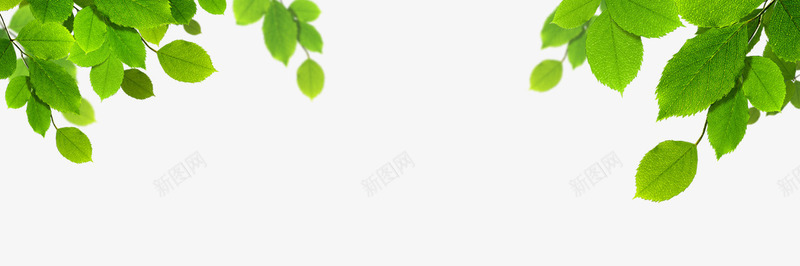 树叶png免抠素材_新图网 https://ixintu.com banner素材 树叶 淘宝素材 背景元素 顶部装饰