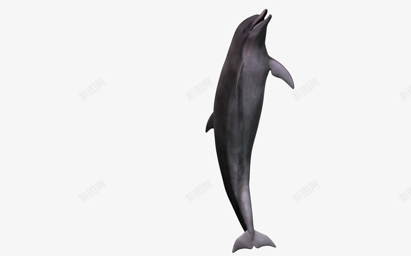 海底世界生物png免抠素材_新图网 https://ixintu.com 3D 3d卡通 3d卡通动物 卡通 海洋动物 生物