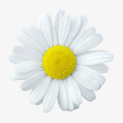 花束背景元素花朵海报背景白色花朵高清图片