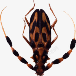 棕色斑纹长角昆虫高清图片