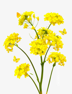 花朵蝴蝶黄色盛开的油菜花高清图片