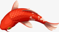 海洋红色锦鲤鱼高清图片