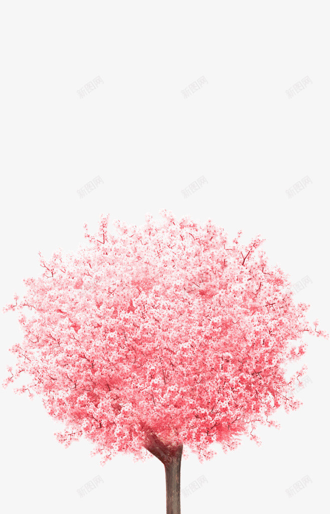 樱花树樱花树png免抠素材_新图网 https://ixintu.com 一树花开 唯美 樱花树 樱花树模型 水彩 清晰 粉红色