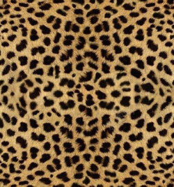棕色豹子黄色豹纹背景高清图片