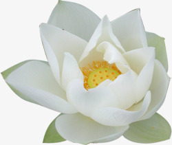 白鲜花含苞待放白色睡莲高清图片