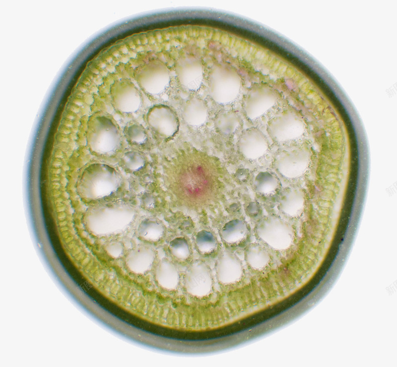植物细胞结构psd免抠素材_新图网 https://ixintu.com 干细胞 显微镜 生物学 细胞壁