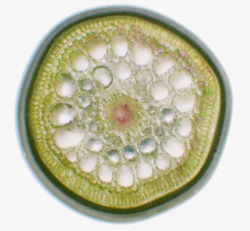 细胞壁植物细胞结构高清图片