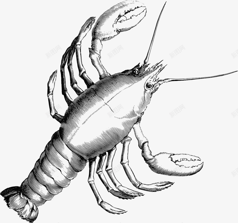 素描龙虾手绘简图png免抠素材_新图网 https://ixintu.com 大海 好吃的 手绘 海鲜 简图 素描 美味的 龙虾