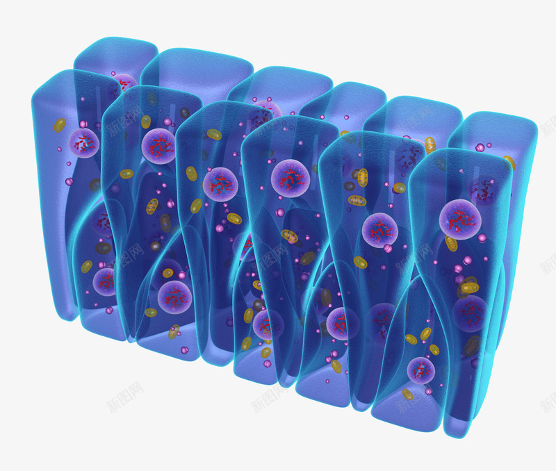 上皮细胞立体插画png免抠素材_新图网 https://ixintu.com 上皮细胞立体插画 医疗 生物学 电脑合成插画 立体3D 紫色 细胞 蓝色