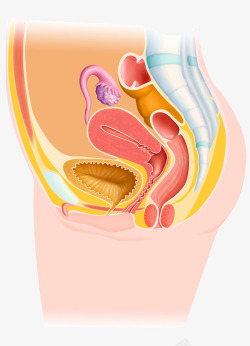 胰脏女性生殖系统插画高清图片