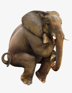 摄影动物世界草原上的大象高清图片